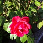 coltivare rose giardino foto
