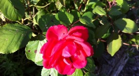 coltivare rose giardino foto