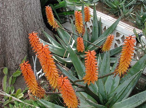 Aloe ferox, succulenta perenne