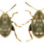 altica bietola insetto parassita