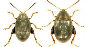 altica bietola insetto parassita