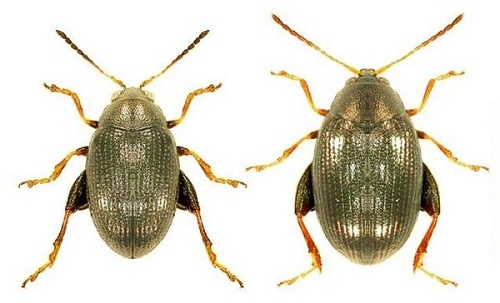 altica bietola insetto parassita