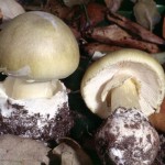 amanita phalloides