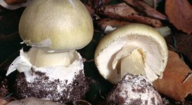 amanita phalloides