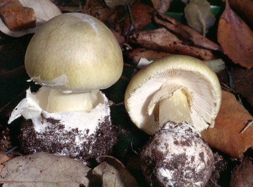 amanita phalloides