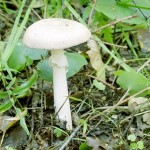 amanita verna