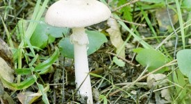 amanita verna