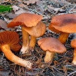 cortinarius