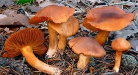 cortinarius