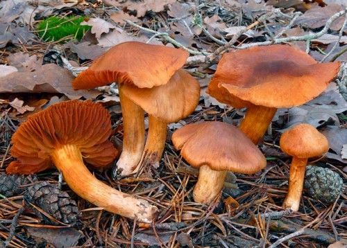 Funghi velenosi, come riconoscere le specie più diffuse