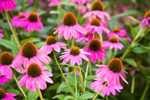 echinacea