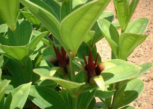 stemona sessifolia