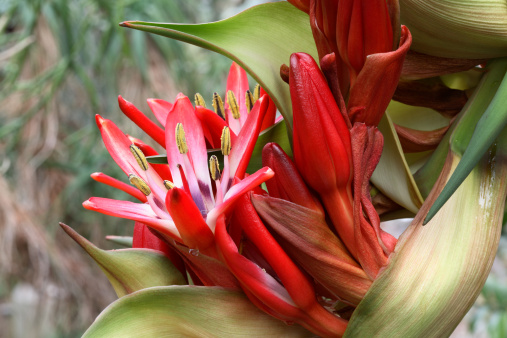 doryanthes