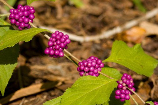 callicarpa varieta cure