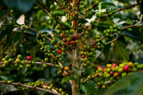 La pianta del caffè è a rischio di estinzione