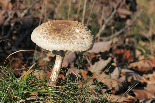 Mazza di tamburo, un gigante tra i funghi