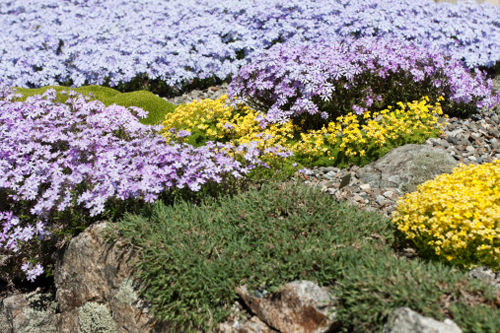 Fiori per depurare i terreni inquinati, l'idea arriva dal Regno Unito