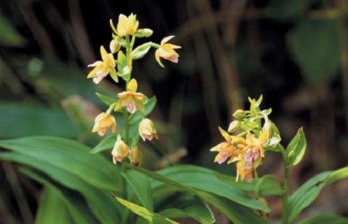 Orchidea rara trovata nel Vajont