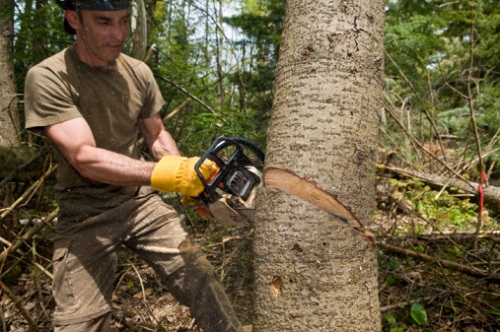 lavori novembre abbattimento alberi malati