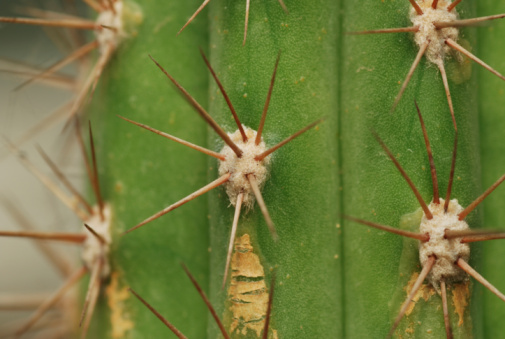 cereus