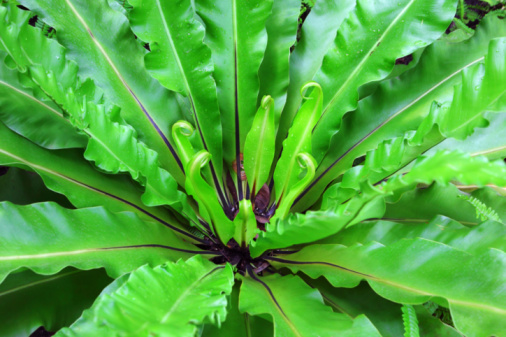 Asplenium