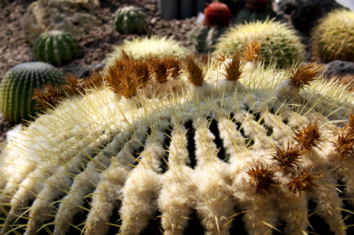 mammillaria