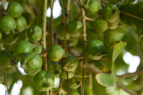 Macadamia, albero da frutto
