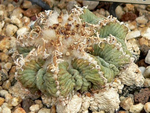 Aztekium