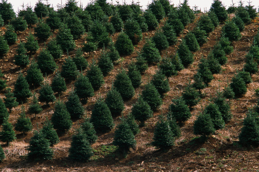 albero natale come scegliero coldiretti