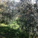 raccolta olive mano esperienza