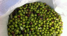 raccolta olive mano esperienza