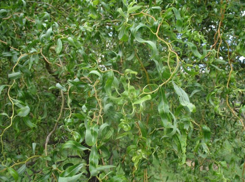 Salix matsudana