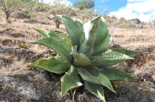 agave marmorata 