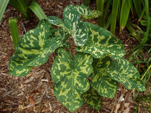 alocasia varietà cure