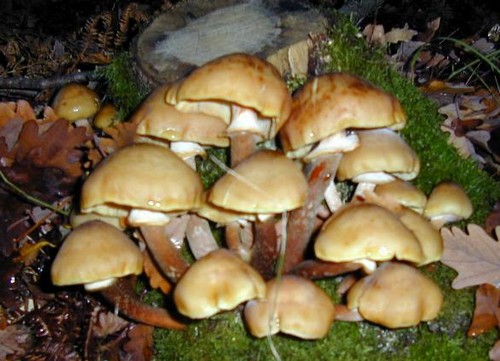 armillaria mellea