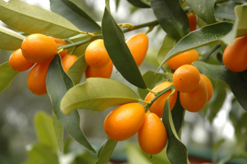 Kumquat, le specie più diffuse