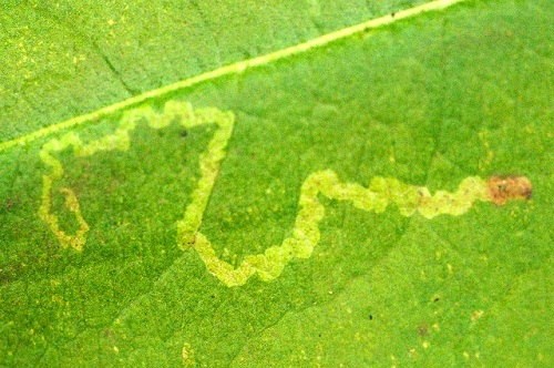 Minatore delle foglie: insetto parassita