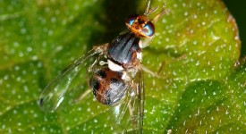 mosca olivo insetto parassita