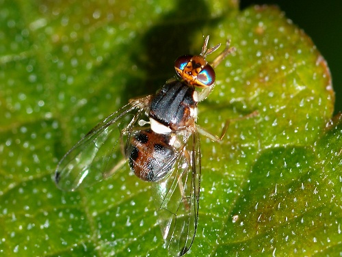 mosca olivo insetto parassita