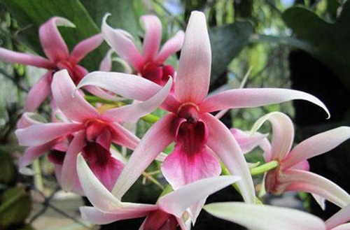 orchidee principali malattie