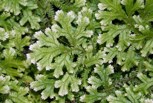 selaginella specie più diffuse