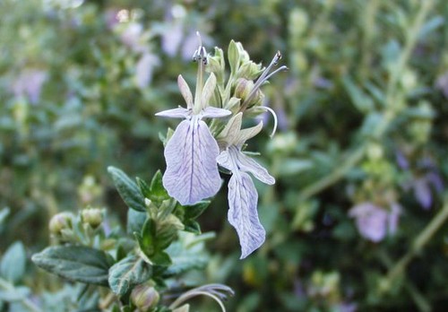 teucrium