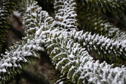 araucaria