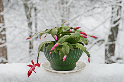 significato fiori natalina schlumbergera