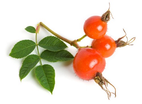 rosa canina bacche rosse