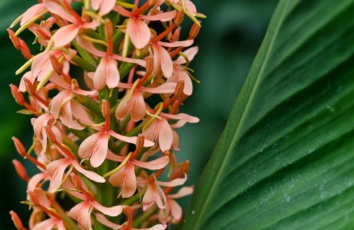 hedychium