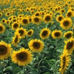 girasoli