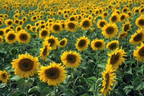 girasoli