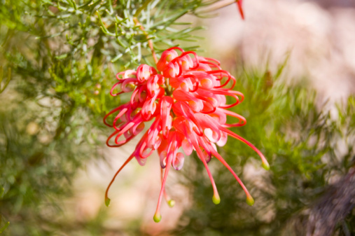 grevillea