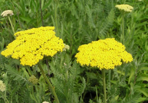 achillea